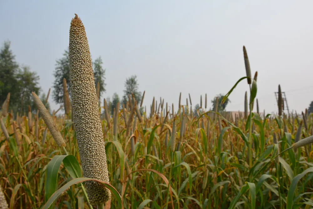 Bajra