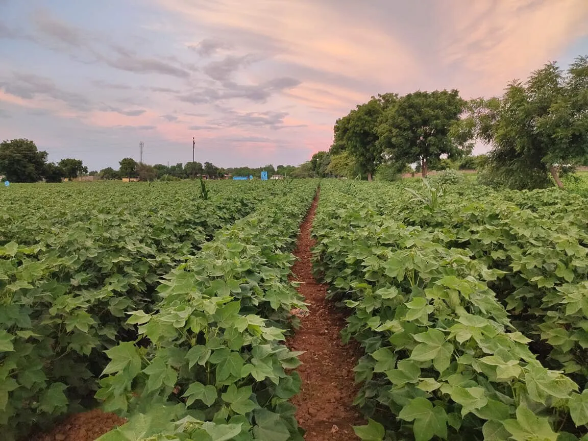 Cotton 1