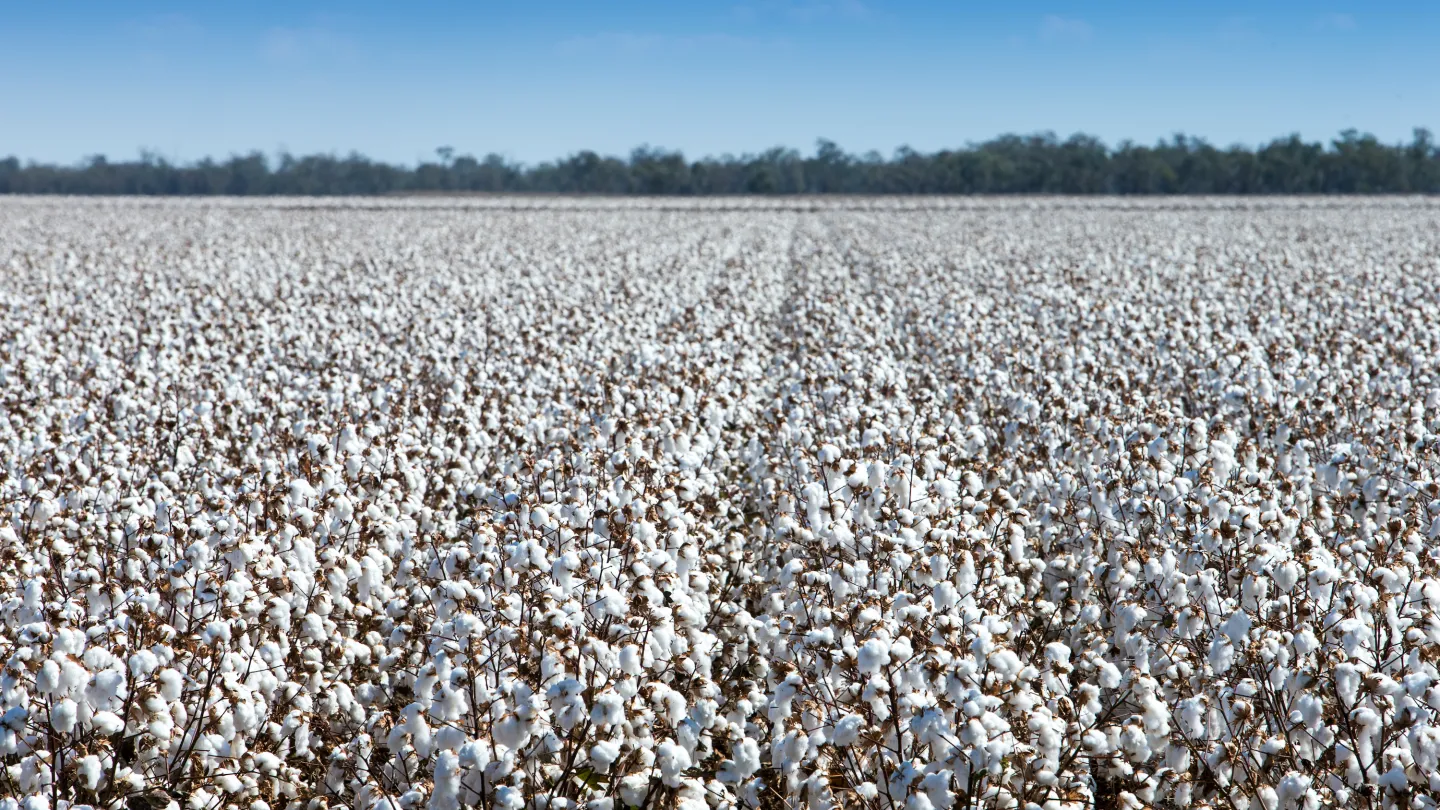 Cotton 2