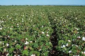 Cotton 4