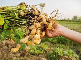 Groundnut 1