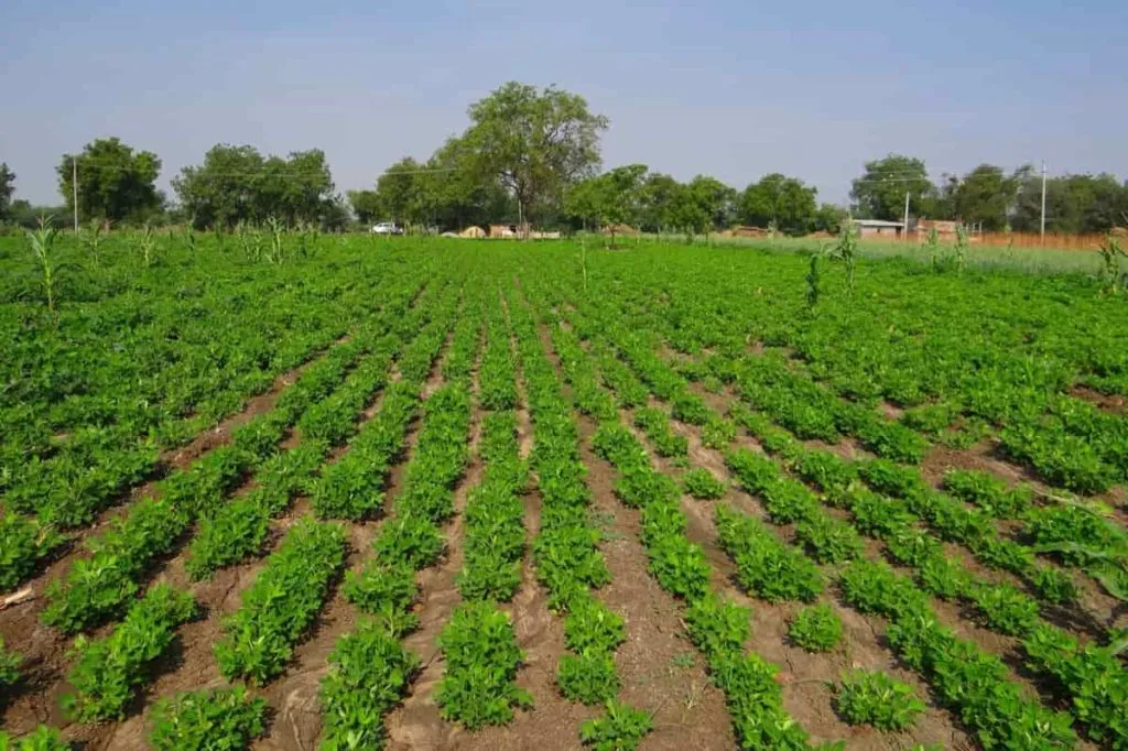 Groundnut 2