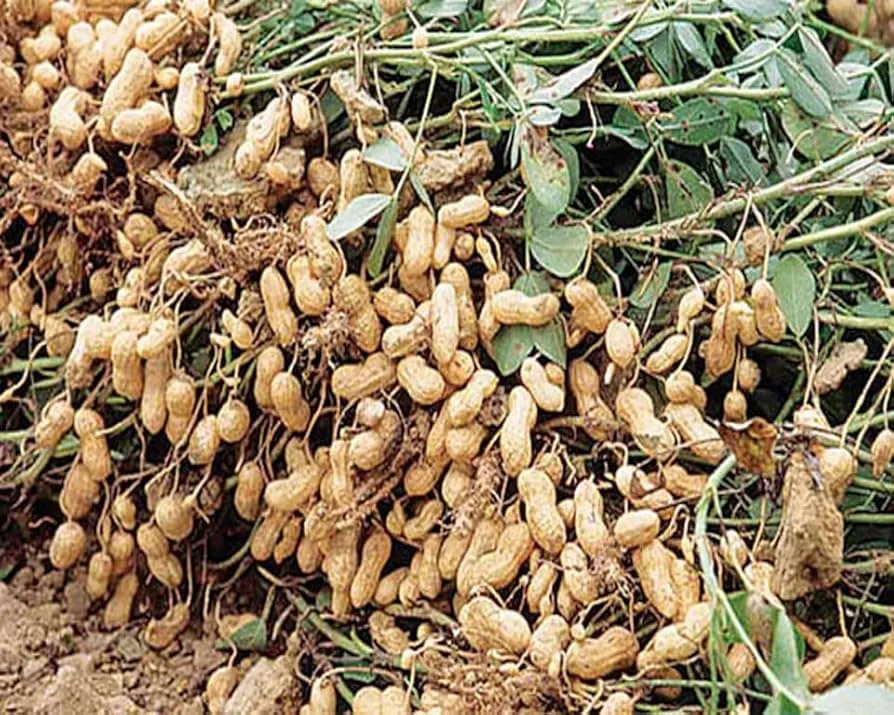 Groundnut 3
