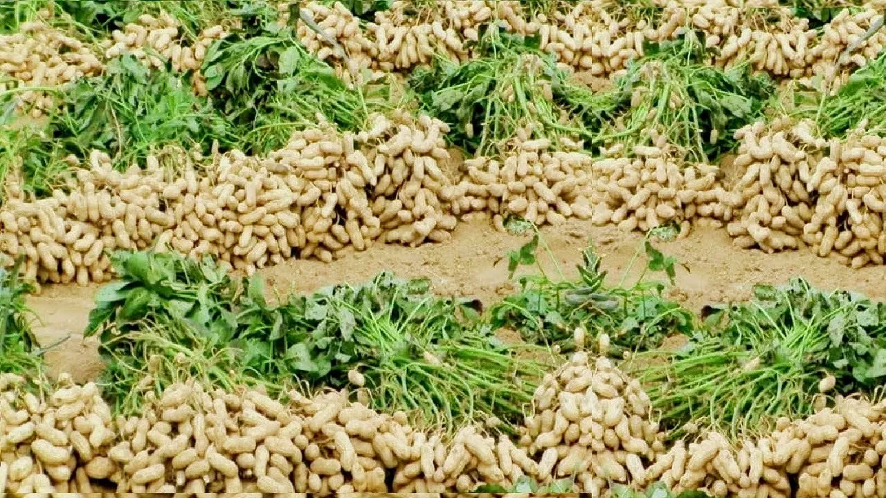 Groundnut 4