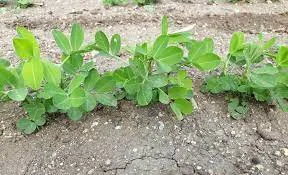 Groundnut 5