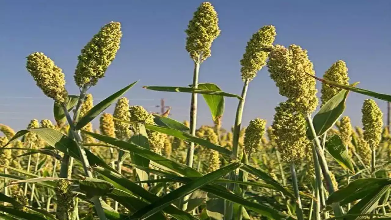 Jowar 1