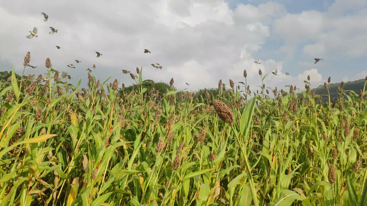 Jowar 2