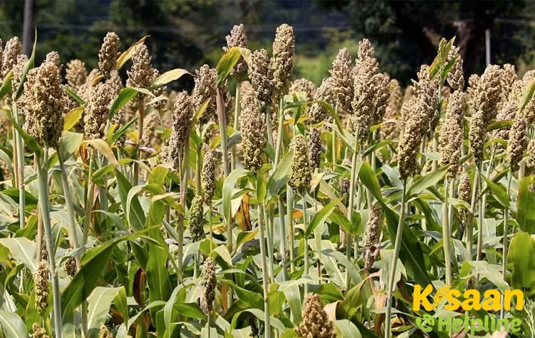 Jowar 3
