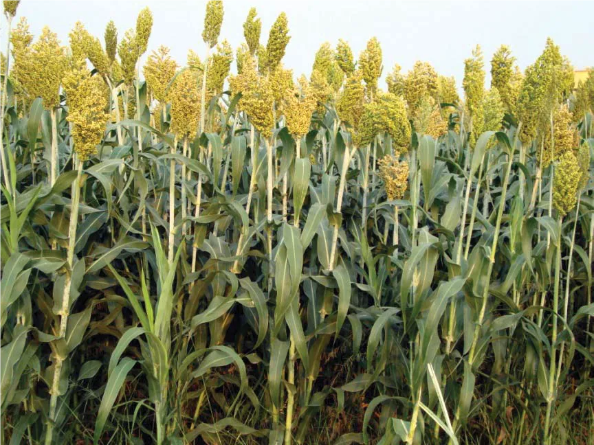 Jowar 4