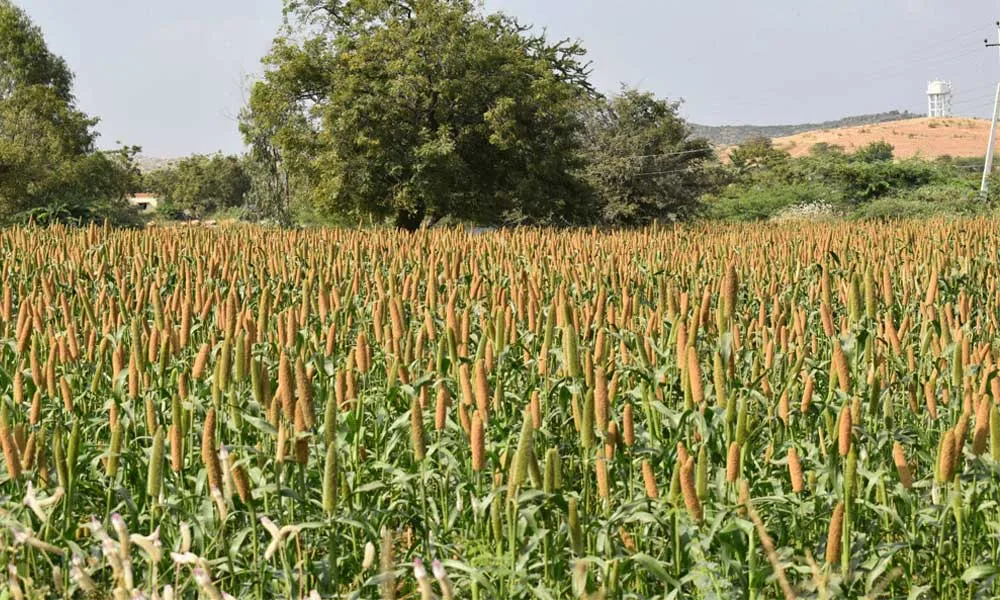 Jowar