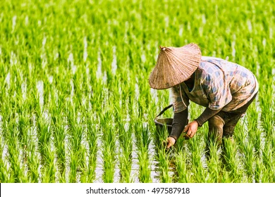 Rice 2
