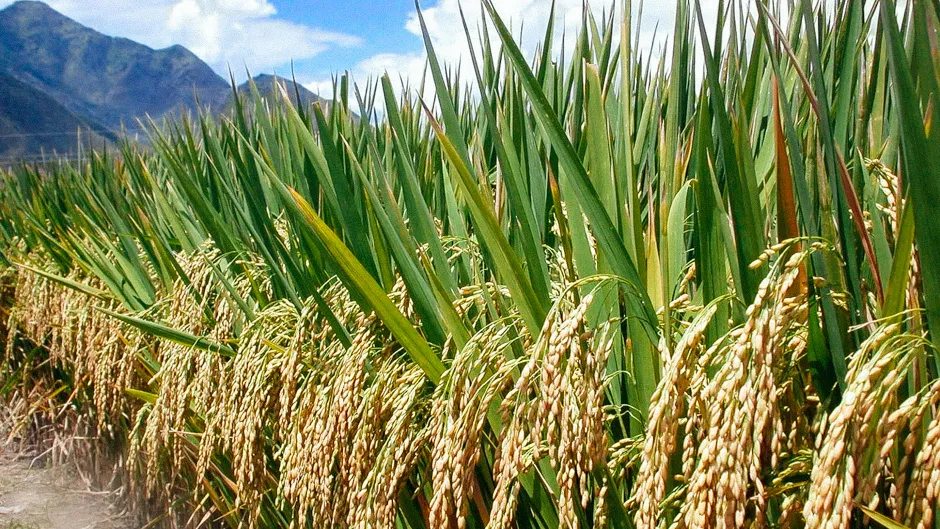 Rice 4
