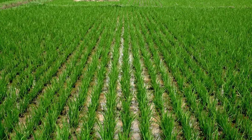 Rice 5