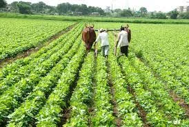 Soybean 2