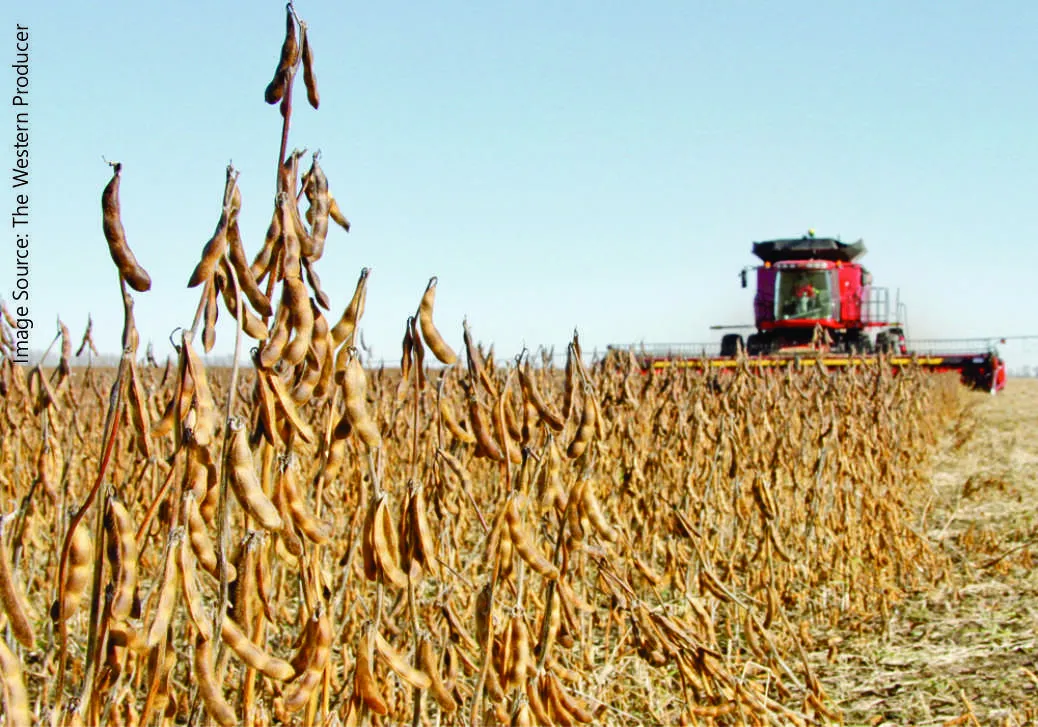 Soybean 3