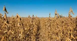 Soybean 4