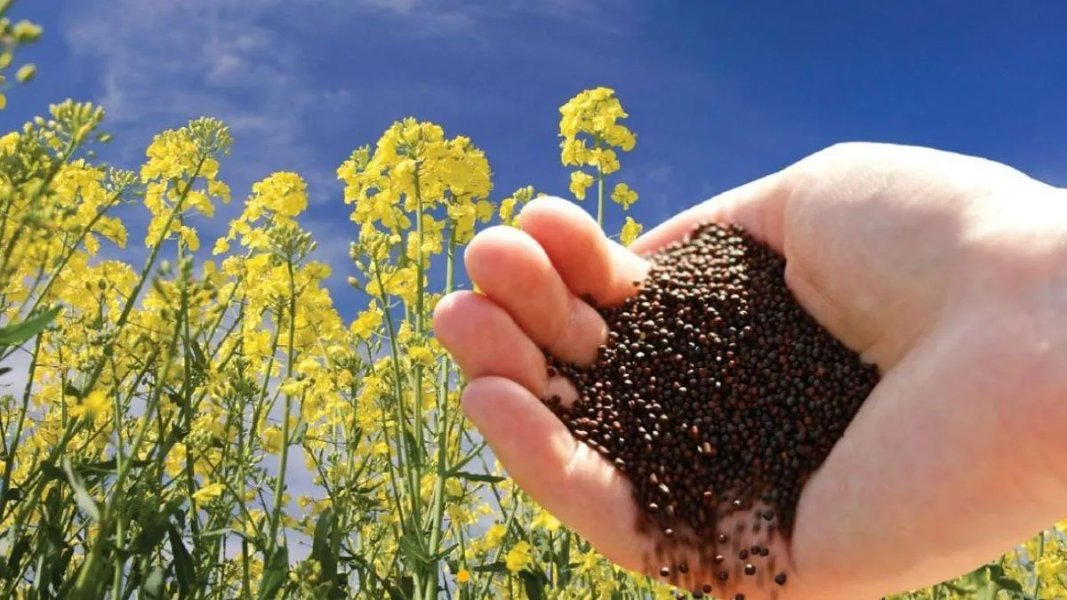 mustard