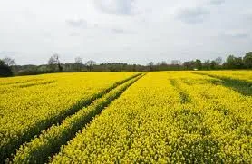 mustard
