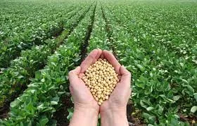 soybean 1