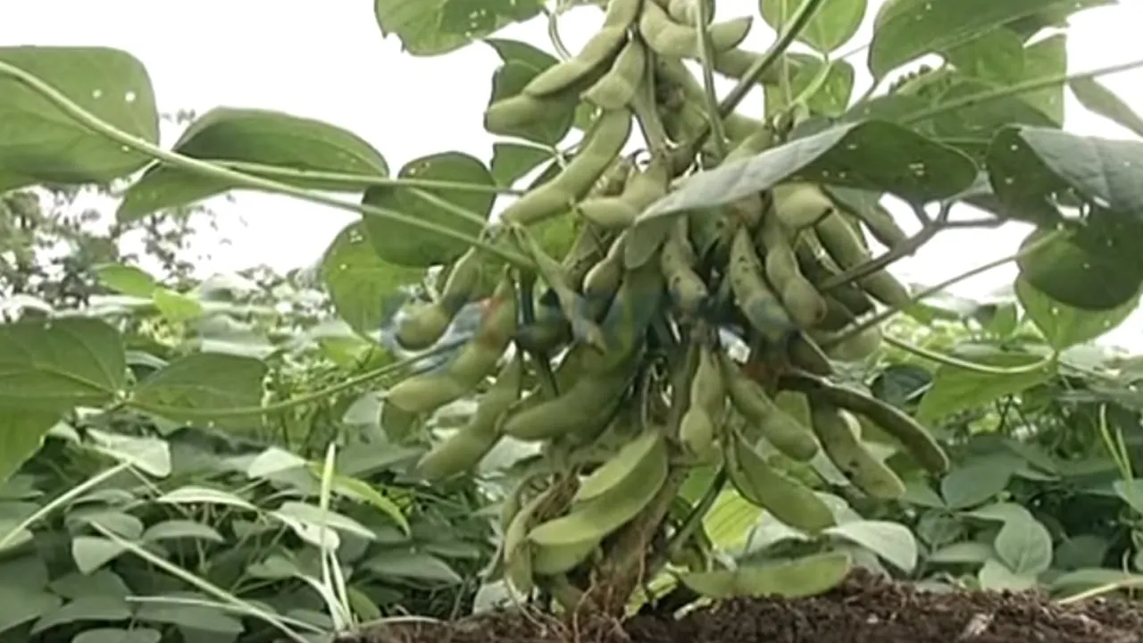 soybean 5