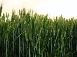 wheat